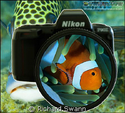 Now everyone is an underwater photographer !! by Richard Swann 
